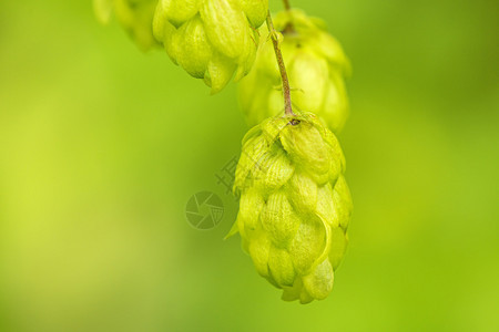 成熟的甜圈啤酒和药用草的香料图片