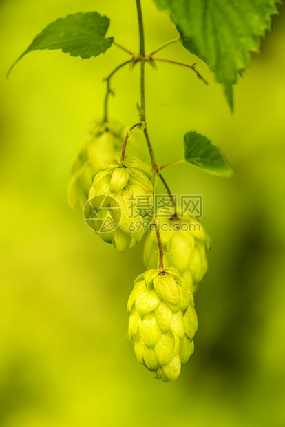 成熟的甜圈啤酒和药用草的香料图片