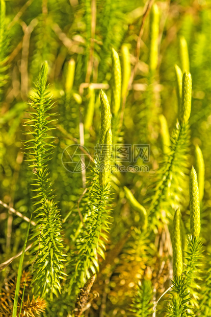 Huperziafmos森林里的药用植物抗阿尔茨海默病图片