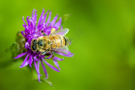 蜜蜂在花朵上图片