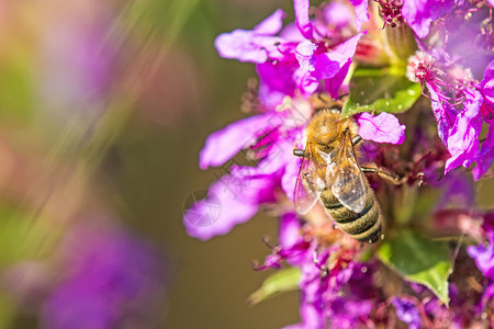 蜜蜂在紫色的花朵上图片