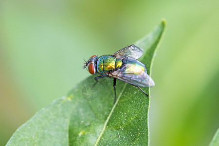 苍蝇在绿叶上的润滑凯萨图片