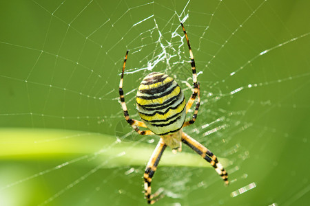 黄蜂蜘蛛网里有雄图片