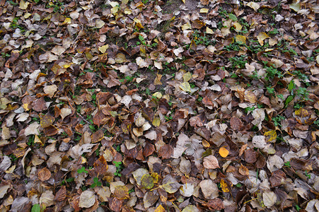 地上腐烂的叶子图片