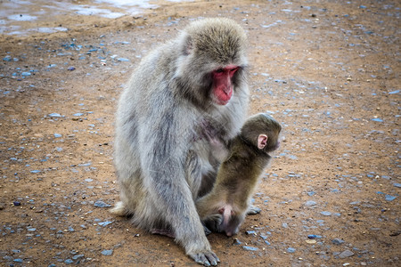 京都雅潘日本马卡克和婴儿伊瓦塔山猴子公园日本图片