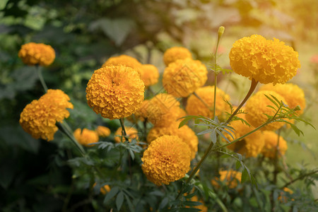 花园里美丽的朵阳光明亮的花朵图片