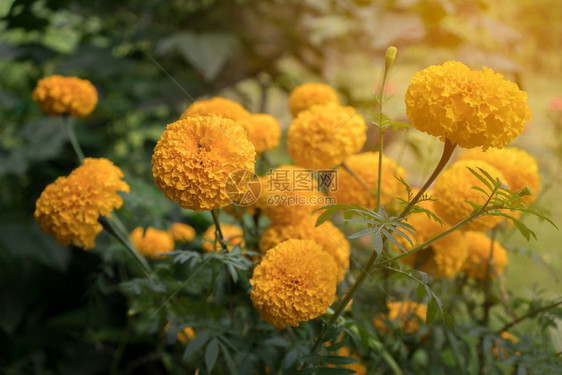 花园里美丽的朵阳光明亮的花朵图片