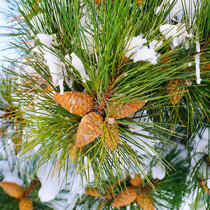 冬季背景松果树圣诞图片