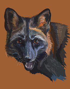 在棕色背景上的黑狐彩色矢量肖像图片
