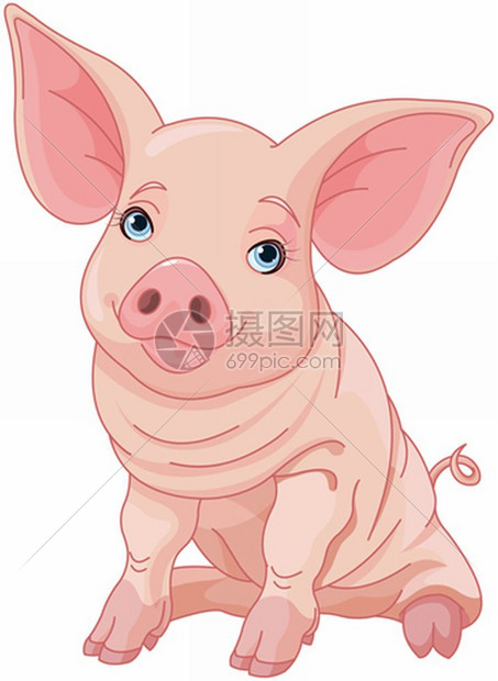 可爱猪插图图片
