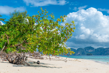在一个空荡的海滩小岛上生长一棵树图片