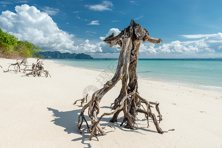 在美丽的海和山背景下在白沙上关闭干木流图片