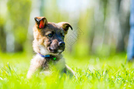 美丽的小狗假扮坐在草坪上的绿地图片