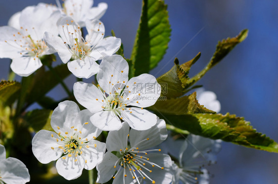 春花美丽的树枝樱桃花图片