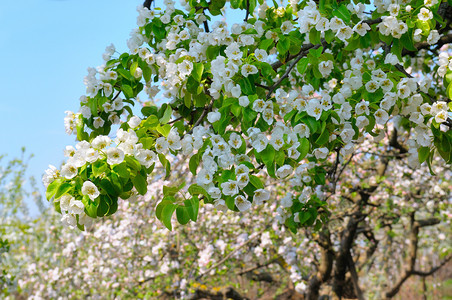 梨开花的春园枝梨贴近模糊的背景图片