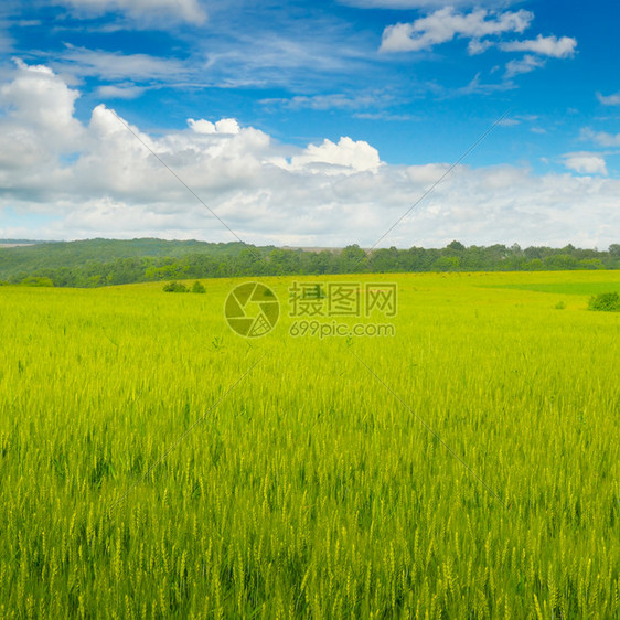 小麦田和蓝天空有光云图片