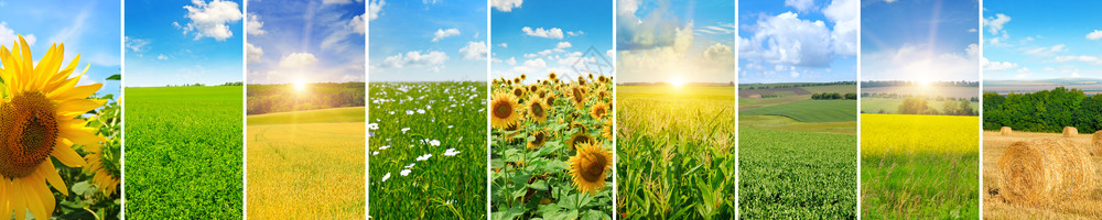 绿地和蓝天空的全景光云农业观拼图全局照片图片