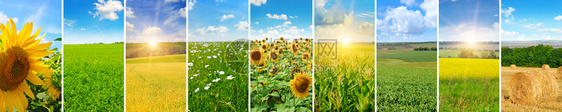 绿地和蓝天空的全景光云农业观拼图全局照片图片