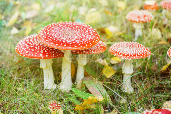 秋天的森林里有一群毒的蘑菇包括苍蝇装饰的蘑菇白腿上戴着红色斑点帽子的图片