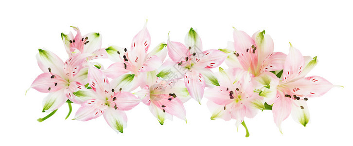 白色背景所分离的粉色白花朵的美丽边框图片