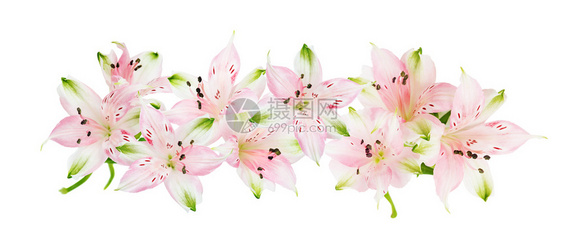 白色背景所分离的粉色白花朵的美丽边框图片
