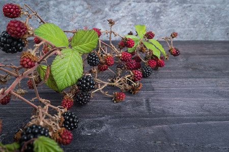 黑野生莓和熟底莓和图片