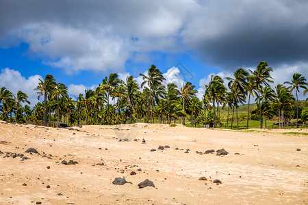 东岛阿奈克纳海滩西岛阿内克纳海滩的棕榈树图片