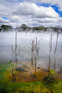 新西兰Rorua公园的热泉湖新西兰Rorua的热泉湖图片