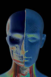 人体头部解剖模型图片