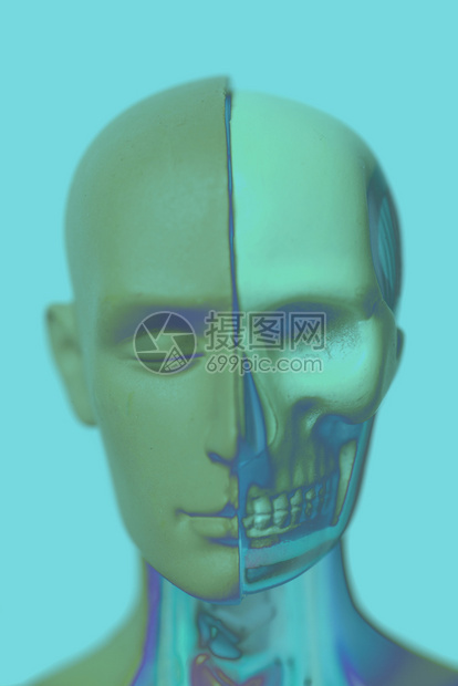 人体头部解剖模型图片