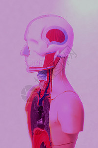 人体解剖模型图片