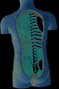 黑色的人体解剖模型图片