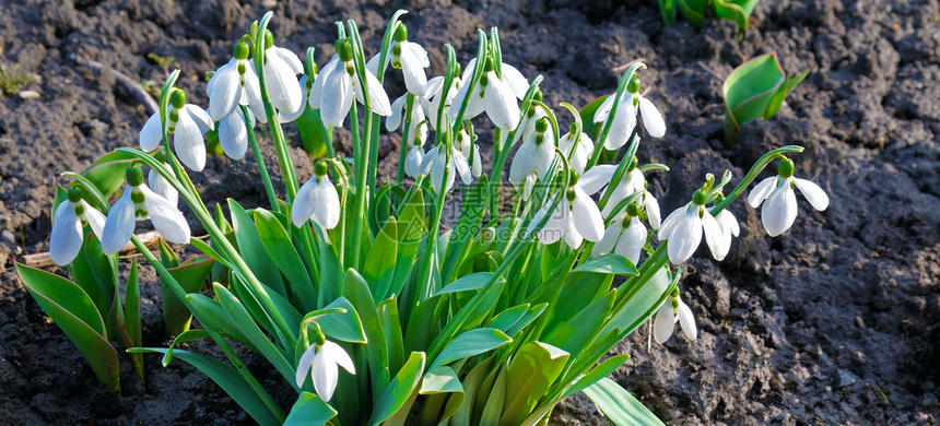 春初在森林里下雪草原上放着野花高清图片下载 正版图片 摄图网