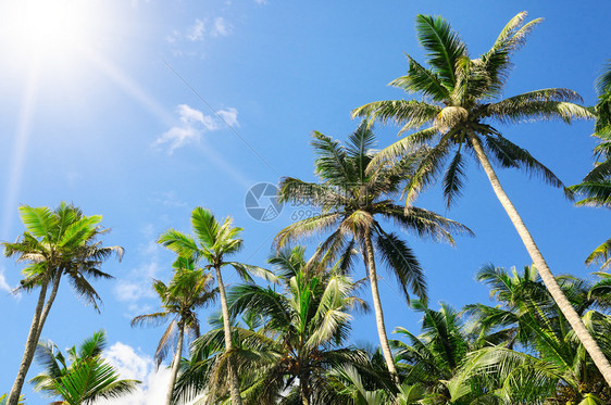 与蓝天和太阳相对的热带棕榈树图片