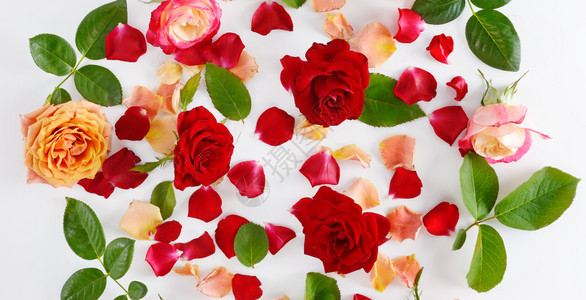 花的成分白木背景上的红玫瑰平整躺下顶部景色宽阔照片图片