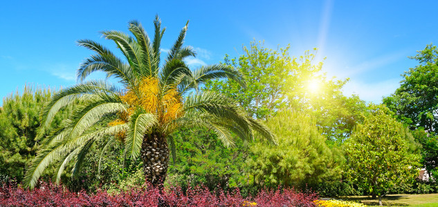 夏季公园有热带棕榈树花床和太阳图片