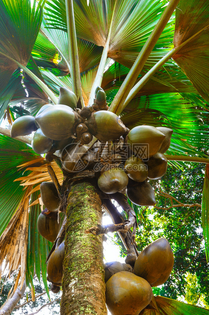 椰子树上的椰子图片