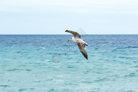 海鸥飞行图片