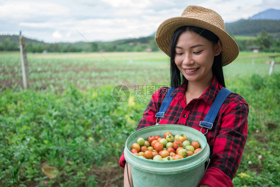 微笑着的农民在番茄田里摆姿势图片