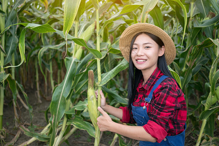 在玉米田里的妇女图片