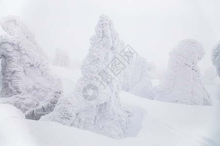 寒冬哈科达山的雪覆盖松树特写镜头图片