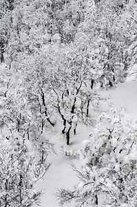 冬季森林的白雪覆盖松林图片