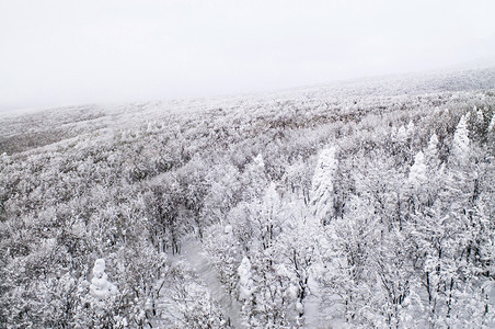 冬季森林的白雪覆盖松林图片