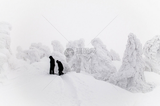 观光客在雪怪树试验中行走在哈科达山阿奥莫里雅潘上雪覆盖松树图片