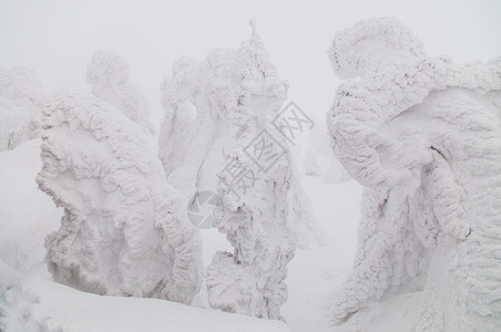 观光客拍下雪怪树的照片在哈科达山阿奥莫里雅潘上雪覆盖松树图片