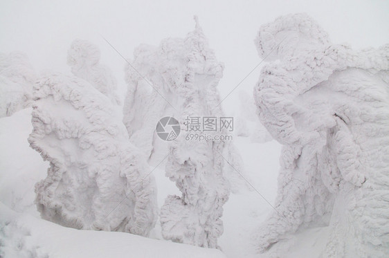 观光客拍下雪怪树的照片在哈科达山阿奥莫里雅潘上雪覆盖松树图片