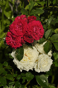 花园床上的羊毛玫瑰图片