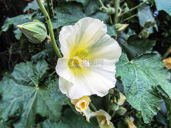 美丽的花朵和麦芽植物图片