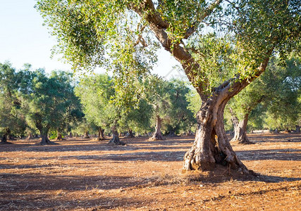 南意大利的普亚地区橄榄树超过20年夏季日落的自然光图片