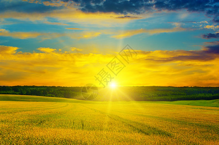 农业地貌小麦田和令人愉快的日出图片